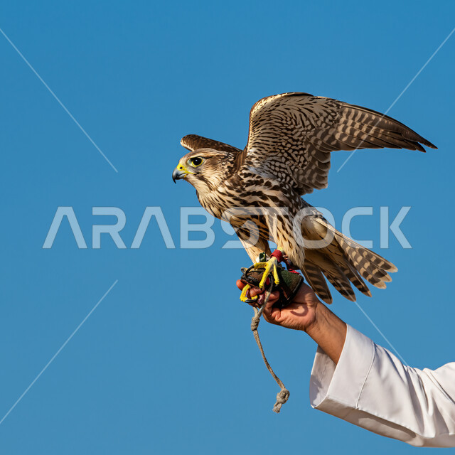 الفخر بالتراث السعودي العريق في تدريب وترويض الطيور الجارحة والمفترسة، رمز القوة والتحدي وحدة البصر، صورة مقربة ليد رجل عربي خليجي سعودي يمسك طائر الصقر، إقامة نادي الصقور في موسم الصيد السنوي في المملكة العربية السعودية