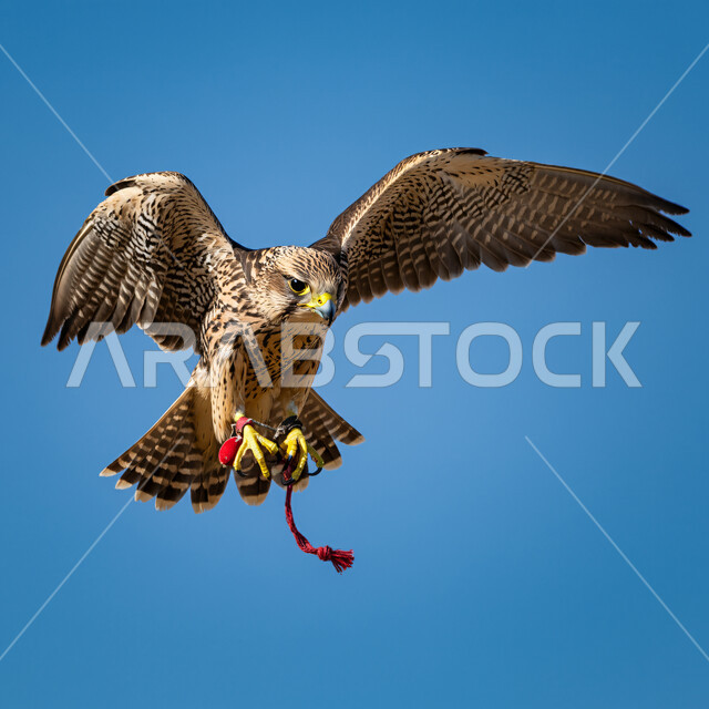 طائر الصقر يحلق في إحدى المحميات الطبيعية، رمز القوة والتحدي وحدة البصر، إقامة نادي الصقور في موسم الصيد السنوي في المملكة العربية السعودية، الفخر بالتراث السعودي العريق في تدريب وترويض الطيور الجارحة والمفترسة