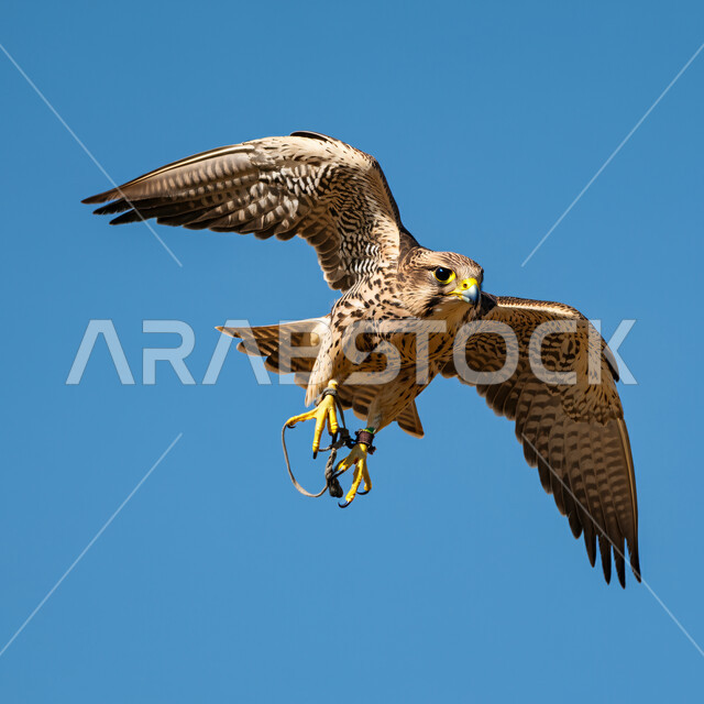 Falcon flying in a nature reserve, a symbol of strength, challenge and sharp eyesight, the Falcon Club’s establishment in the annual hunting season in the Kingdom of Saudi Arabia, pride in the ancient Saudi heritage in training and taming birds of prey and predators