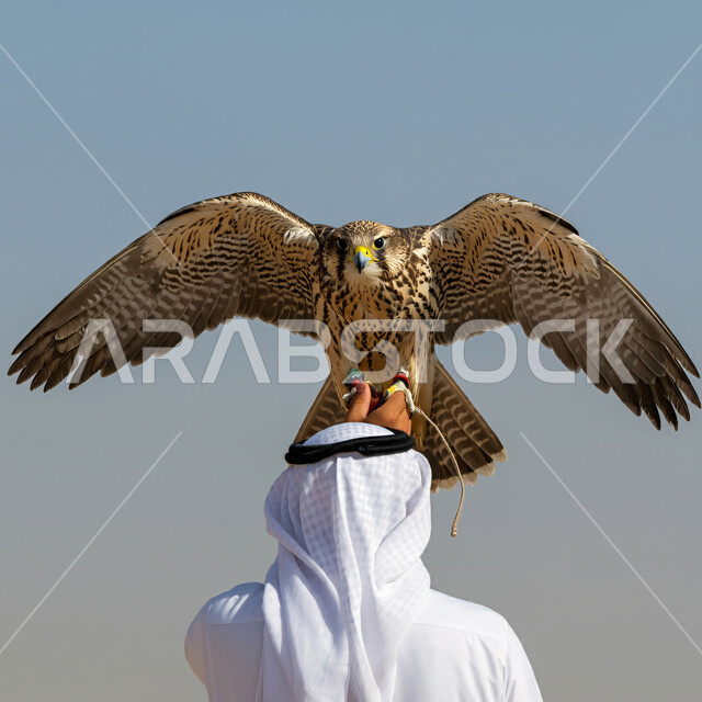 الفخر بالتراث السعودي العريق في تدريب وترويض الطيور الجارحة والمفترسة، رمز القوة والتحدي وحدة البصر، صورة من الخلف لرجل عربي خليجي سعودي يرتدي الثوب التقليدي والشماغ يمسك طائر الصقر، إقامة نادي الصقور في موسم الصيد السنوي في المملكة العربية السعودية