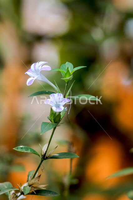 Beautiful rostkovi, which is an unconfirmed type of plant that follows the genus of the genus E. rostkovi. It is found in pastures and natural meadows.