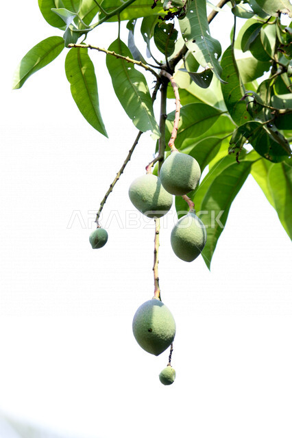 The fruits of mango, mango, anabj or mango, a delicious summer fruit, wonderful fruits and plants, the magic of the picturesque nature