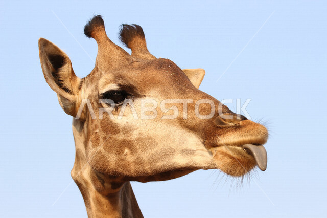 بورتريه لحيوان الزرافة ذات رقبة طويلة ، حيوان ثديي أليف ، خلفية زرقاء لوجه حيوان الزرافة