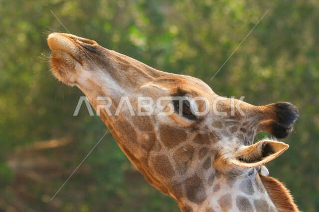 A close-up of the face of a giraffe standing next to trees in a zoo in Saudi Arabia, a pet mammal