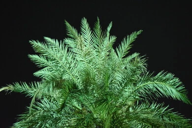 Illustration of a bright green palm frond, black background, green palm