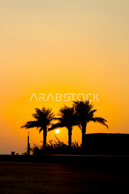 صورة ظلية لمنتزه اثناء غروب الشمس، منظر طبيعي خلاب اثناء غروب الشمس، جمال الحدائق الملئية بالاشجار والنخيل، الشمس اثناء الغروب