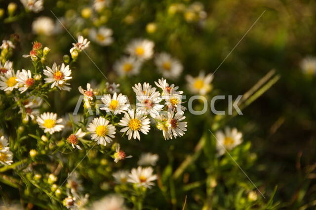 الحقول والأراضي الزراعية الخضراء في الاحساء في المملكة العربية السعودية ، النباتات والأشجار الطبيعية، أماكن سياحية للتنزه واستنشاق الهواء الطلق، محاصيل محلية وطنية