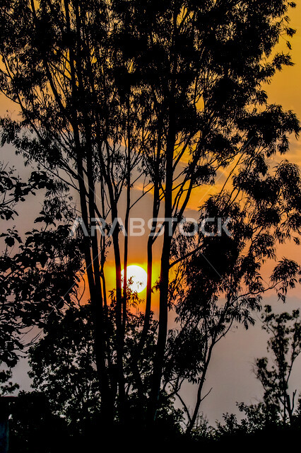 صورة ظلية للاشجار اثناء غروب الشمس، منظر طبيعي خلاب اثناء الغروب، جمال الحدائق الملئية بالاشجار، جمال الشمس اثناء الغروب