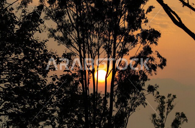 صورة ظلية للاشجار اثناء غروب الشمس، منظر طبيعي خلاب اثناء الغروب، جمال الحدائق الملئية بالاشجار، جمال الشمس اثناء الغروب