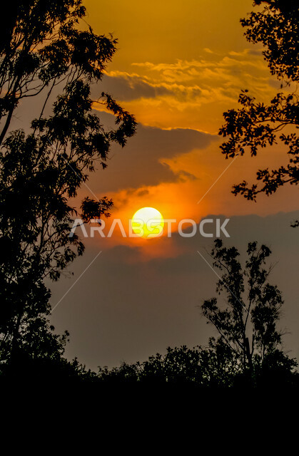 صورة ظلية للاشجار اثناء غروب الشمس، منظر طبيعي خلاب اثناء الغروب، جمال الحدائق الملئية بالاشجار، جمال الشمس اثناء الغروب