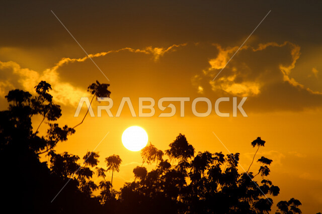 صورة ظلية للاشجار اثناء غروب الشمس، منظر طبيعي خلاب اثناء الغروب، جمال الحدائق الملئية بالاشجار، جمال الشمس اثناء الغروب