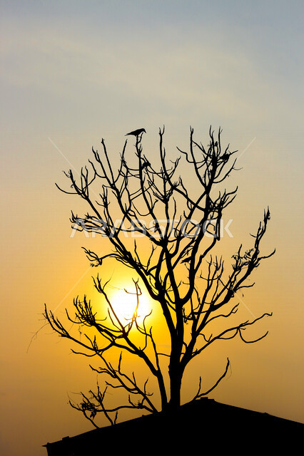 صورة ظلية لشجرة خالية من الاوراق، منظر طبيعي خلاب اثناء الغروب، الشمس اثناء الغروب في الخريف