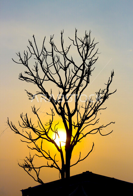 Silhouette of a tree without leaves, beautiful landscape during sunset, sun during sunset in autumn