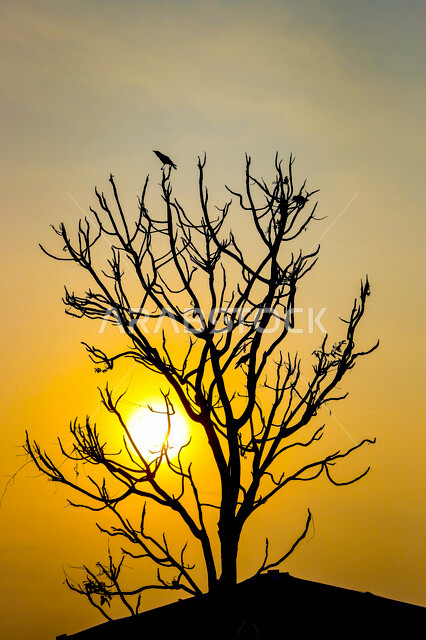 صورة ظلية لشجرة خالية من الاوراق، منظر طبيعي خلاب اثناء الغروب، الشمس اثناء الغروب في الخريف