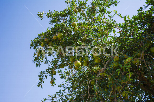 فاكهة الرمان الأخضر المعلقة على الشجرة في أحدى الحدائق في المملكة العربية السعودية ، جمال الطبيعة في السعودية 
