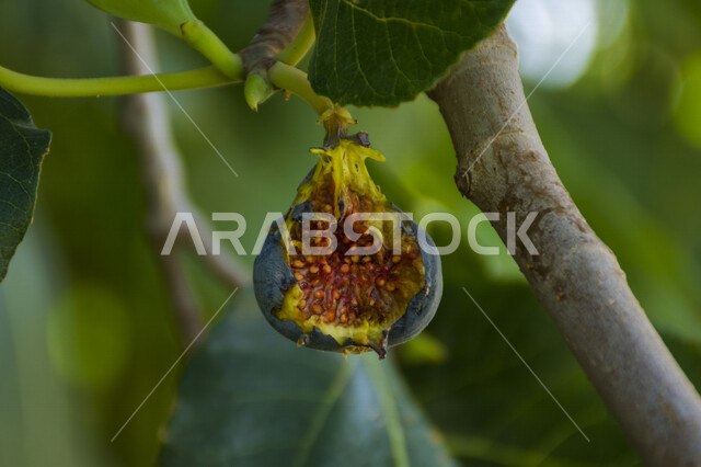 صورة مقربة لثمره التين ، شجرة التين المثمرة اللذيذة ، أوراق التين الخضراء ، شجرة التين ، فاكهة التين الصحية ، جمال الطبيعة في السعودية