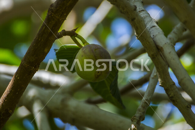 صورة مقربة لثمره التين ، شجرة التين المثمرة اللذيذة ، أوراق التين الخضراء ، شجرة التين ، فاكهة التين الصحية ، جمال الطبيعة في السعودية