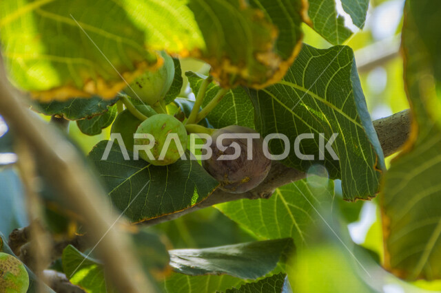 صورة مقربة لثمره التين ، شجرة التين المثمرة اللذيذة ، أوراق التين الخضراء ، شجرة التين ، فاكهة التين الصحية ، جمال الطبيعة في السعودية