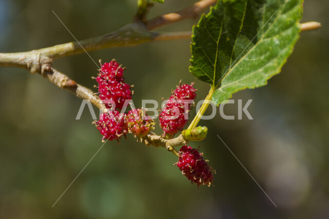 صورة مقربة لثمرة التوت الأحمر المعلقة على الشجرة في أحدى الحدائق في المملكة العربية السعودية ، جمال الطبيعة في السعودية ، فاكهة التوت الأحمر الأرجواني الصحية اللذيذة