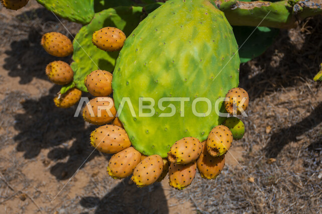 Picture of delicious fruitful prickly pear tree, green prickly pear leaves, healthy prickly pear fruit, picture of cactus fruit, aloe vera tree known as aloe vera