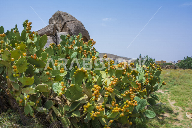 A picture of a delicious fruitful prickly pear tree, green prickly pear leaves, healthy prickly pear fruit, a picture of cactus fruit, aloe vera tree known as aloe vera, the scenic beauty of nature