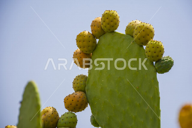 A picture of a delicious fruitful prickly pear tree, green prickly pear leaves, healthy prickly pear fruit, a picture of cactus fruit, aloe vera tree known as aloe vera, the scenic beauty of nature
