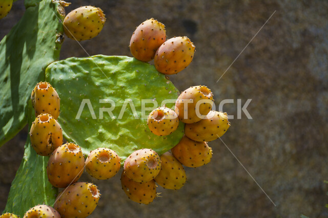 A picture of a delicious fruitful prickly pear tree, green prickly pear leaves, healthy prickly pear fruit, a picture of cactus fruit, aloe vera tree known as aloe vera, the scenic beauty of nature