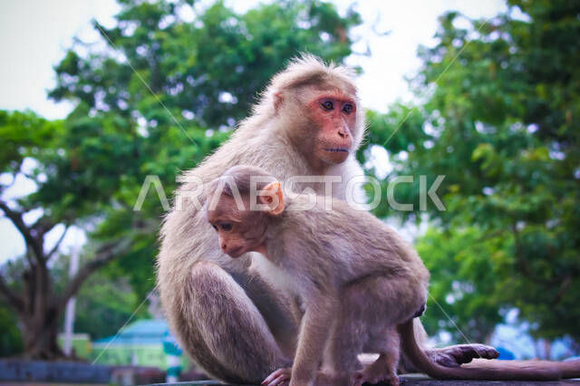 مجموعة من القرود البرية يجلسون على السيارة، حديقة حيوانات مع مجموعة من الاشجار، حيوانات لطيفة، جمال المناظر الطبيعية