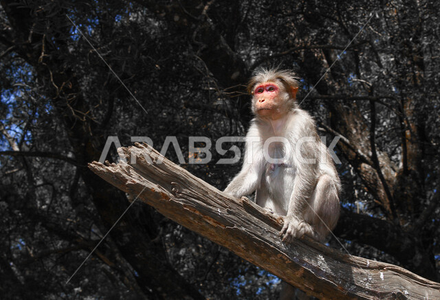صورة مقربة لقرد بري يجلس فوق غصن الاشجار، الاشجار، جمال المناظر الطبيعية، حيوانات برية
