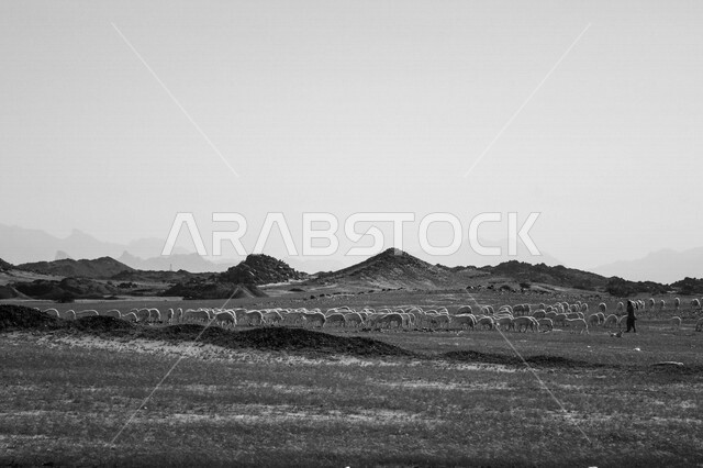 صورة لراعي اغنام عربي خليجي، قافلة من الاغنام في محمية برية، قطيع من الاغنام في الصحراء في وضح النهار، الصحراء السعودية بعد المطر