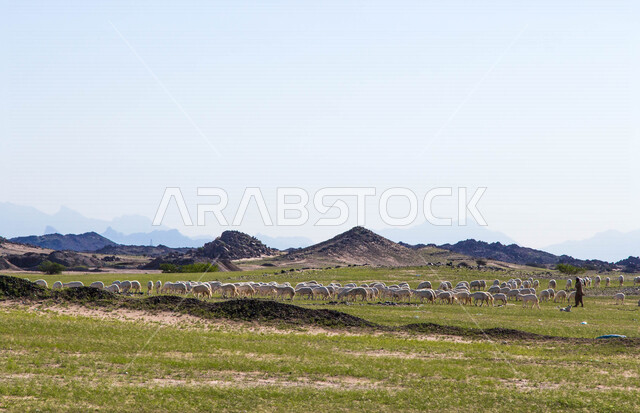 صورة لراعي اغنام عربي خليجي، قافلة من الاغنام في محمية برية، قطيع من الاغنام في الصحراء في وضح النهار، الصحراء السعودية بعد المطر