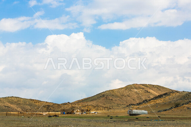 مجموعة من الجمال في صحراء بالمملكة العربية السعودية، قافلة من الجمال في محمية برية، قطيع من الجمال في الصحراء في وضح النهار، الصحراء السعودية بعد المطر