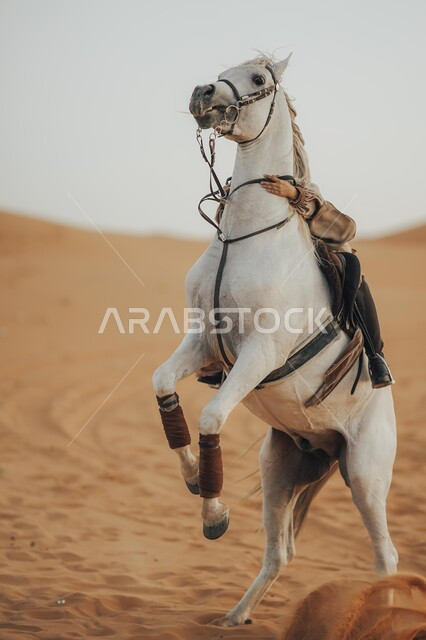  اتباع تقاليد الأجداد برعاية وتربية الجياد، الفروسية وهواية ركوب الأحصنة في الصحراء، أنشطة ترفيهية نسائية، الاهتمام والشغف بركوب الجياد، صورة من الجانب لشابة عربية سعودية خليجية محجبة ترتدي العباءة تقوم بالتجول على ظهر جوادها العربي الأصيل في الصحارى