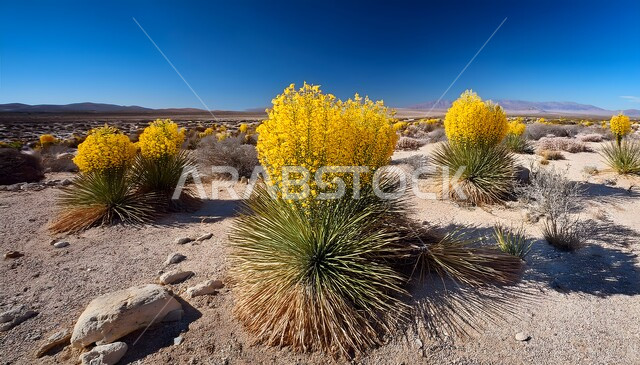 الاستمتاع بالمناظر الطبيعية في البيئة الصحراوية، الورود والزهور العطرية، الأزهار المتفتحة باللون الاصفر على الرمال الذهبية الناعمة, نمو النباتات الملونة في صحاري المملكة العربية السعودية، التشكلات الصخرية والرملية في الصحراء العربية، خلفية الطبيعة