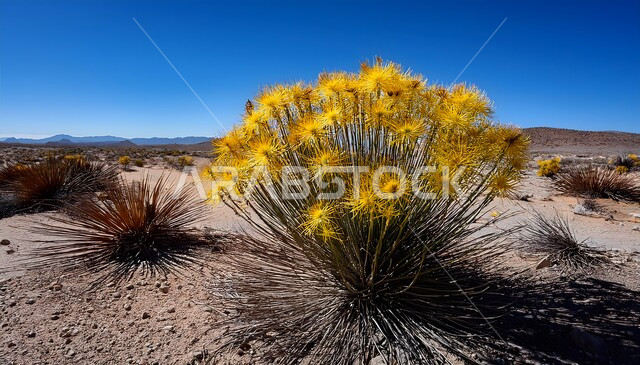 الاستمتاع بالمناظر الطبيعية في البيئة الصحراوية، الورود والزهور العطرية، الأزهار المتفتحة باللون الاصفر على الرمال الذهبية الناعمة, نمو النباتات الملونة في صحاري المملكة العربية السعودية، التشكلات الصخرية والرملية في الصحراء العربية، خلفية الطبيعة