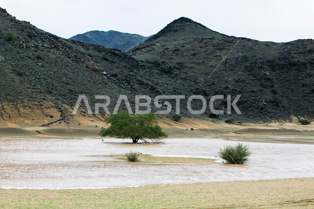 يوم ممطر في الصحراء بالمملكة العربية السعودية، الجبال والرمال والاشجار، الصحراء السعودية بعد هطول المطر