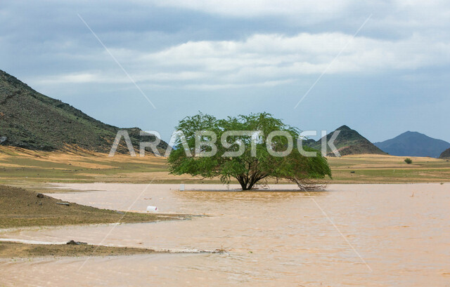 يوم ممطر في الصحراء بالمملكة العربية السعودية، الجبال والرمال والاشجار، الصحراء السعودية بعد هطول المطر