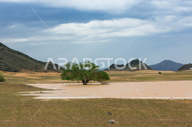 يوم ممطر في الصحراء بالمملكة العربية السعودية، الجبال والرمال والاشجار، الصحراء السعودية بعد هطول المطر