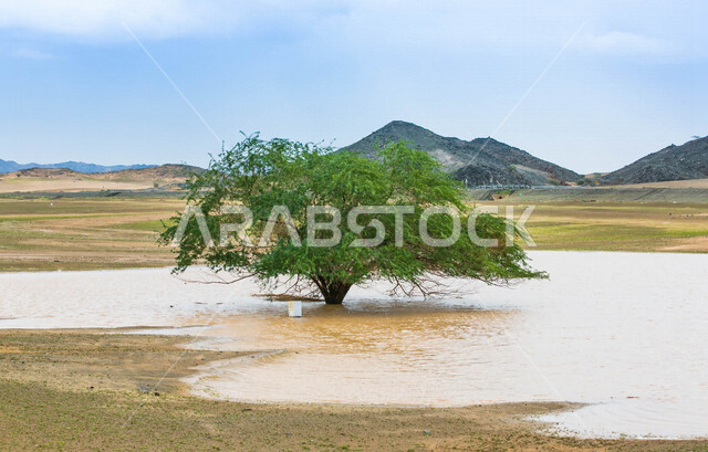 يوم ممطر في الصحراء بالمملكة العربية السعودية، الجبال والرمال والاشجار، الصحراء السعودية بعد هطول المطر