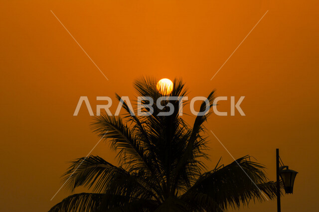 A picture of palm tree leaves (palm fronds) at sunset in the vicinity of Hassan Anani Mosque, one of the large mosques in Jeddah, located on Jeddah Corniche, tourist attractions, landscapes and architecture, the beauty of the Kingdom of Saudi Arabia