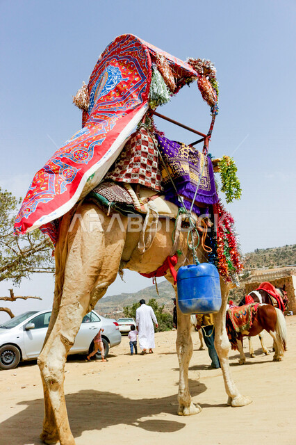 Close-up of a camel on its back in a shaded majlis, a Gulf Arab man holding the hand of his child, the nature of the Bedouin life