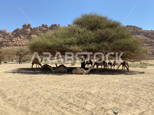 A group of camels under the shade of a tree, a caravan of camels in a wilderness reserve, the soil of camels and camels