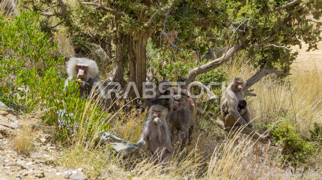 مجموعة من القرود البرية يجلسون بين الأشجار الطبيعية في في المناطق الجبلية بالقرب من مدينة أبها ، الطبيعة الخلابة و الحيوانات البرية في المملكة العربية السعودية 