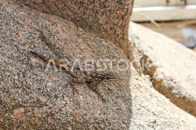 صورة لسحلية ( العظاء ) تقف على حجر صخري ، حيوانات زاحفة برية تعيش في الاماكن الصحراوية