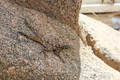 A picture of a lizard standing on a rocky stone, wild crawling animals that live in desert places