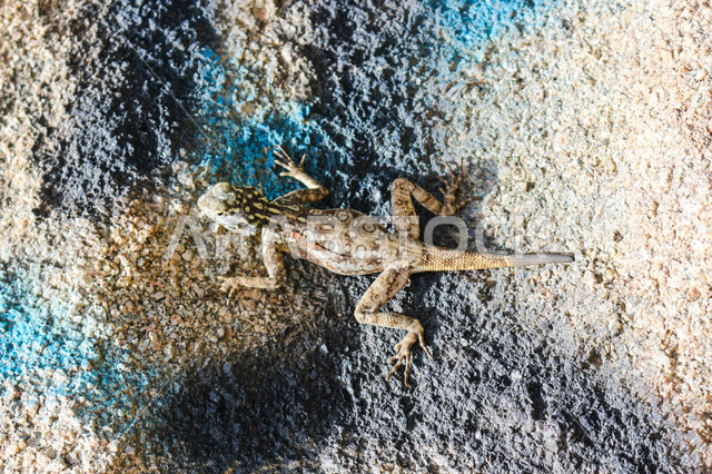 صورة لسحلية ( العظاء ) تقف على حجر صخري ، حيوانات زاحفة برية تعيش في الاماكن الصحراوية