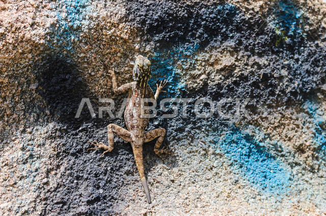 صورة لسحلية ( العظاء ) تقف على حجر صخري ، حيوانات زاحفة برية تعيش في الاماكن الصحراوية