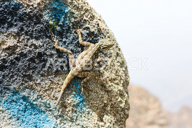 صورة لسحلية ( العظاء ) تقف على حجر صخري ، حيوانات زاحفة برية تعيش في الاماكن الصحراوية