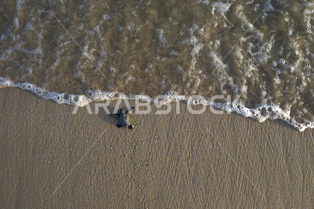 صورة لسلحفاة تعود الى البحر بعد أن وضعت بيضها ، اعتدال الطقس  و دفئ الشواطئ بالسلطنة ساعد على تكاثر السلاحف و تعشيشها ، هدوء و جاذبية شواطئ مدينة مسقط ، جمال الطبيعة و أمان البيئة في سلطنة عمان 