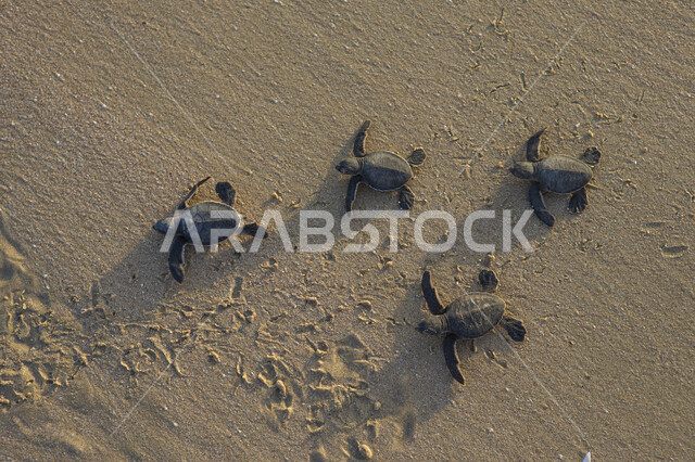 مجموعة من السلاحف تعود الى البحر بعد أن وضعت بيضها ، اعتدال الطقس  و دفئ الشواطئ بالسلطنة ساعد على تكاثر السلاحف و تعشيشها ، هدوء و جاذبية شواطئ مدينة مسقط ، جمال الطبيعة و أمان البيئة في سلطنة عمان 